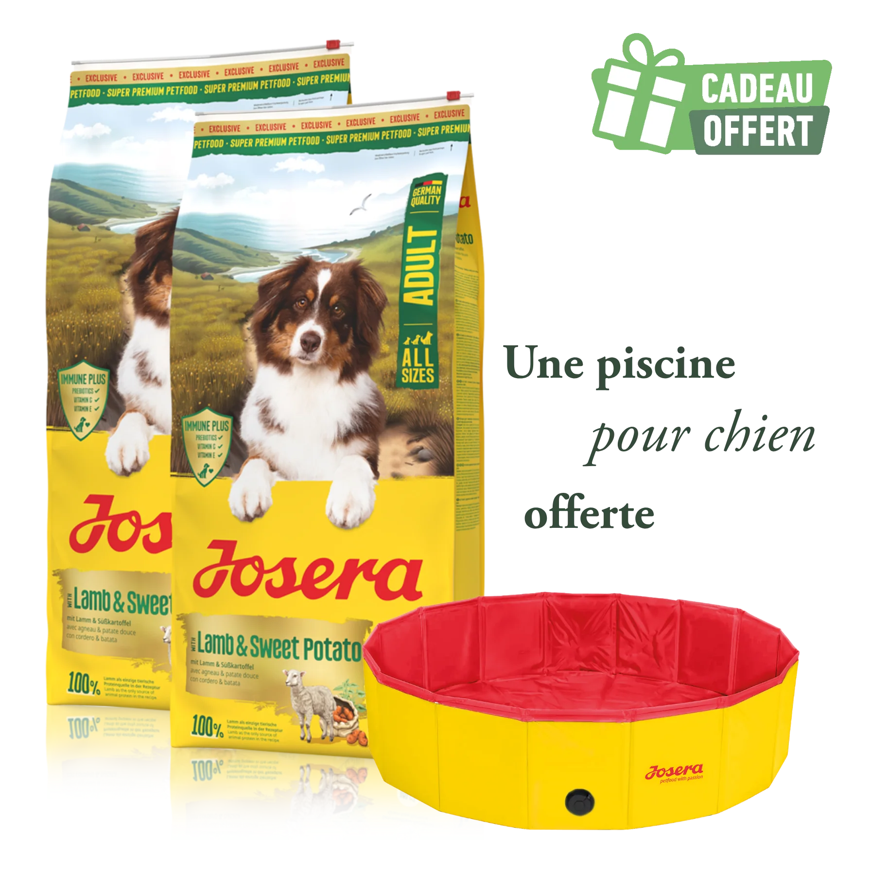 Chien - Promotions